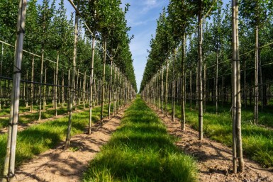 Crataegus crus-galli hoogstam 6/8