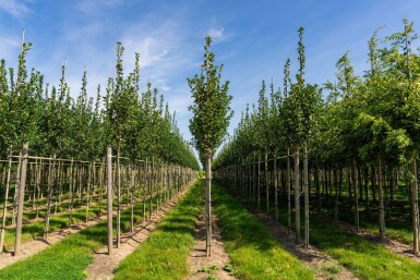 Crataegus crus-galli hoogstam 6/8