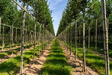 Crataegus crus-galli hoogstam 6/8