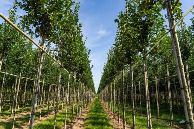 Crataegus crus-galli hoogstam 6/8