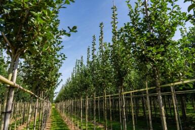 Crataegus crus-galli hoogstam 6/8
