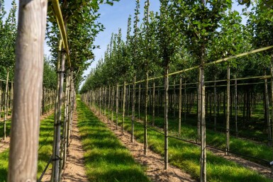 Crataegus crus-galli hoogstam 6/8