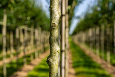 Crataegus crus-galli hoogstam 6/8