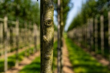 Crataegus crus-galli hoogstam 6/8
