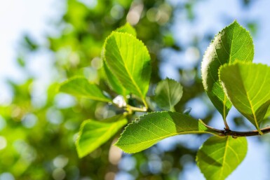 Crataegus crus-galli hoogstam 6/8