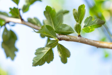 Crataegus laevigata hoogstam