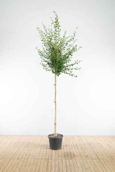 Crataegus x media 'Paul's Scarlet' hoogstam 6/8