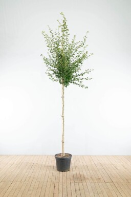 Crataegus x media 'Paul's Scarlet' hoogstam 6/8