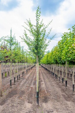 Crataegus x media 'Paul's Scarlet' hoogstam 6/8