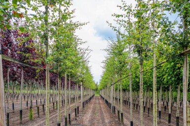 Crataegus x media 'Paul's Scarlet' hoogstam 6/8
