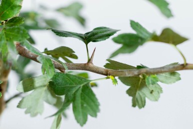 Crataegus x media 'Paul's Scarlet' hoogstam 6/8