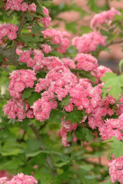Crataegus x media 'Paul's Scarlet' meerstammig 175-200