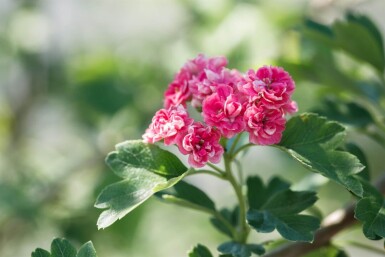 Crataegus x media 'Paul's Scarlet' meerstammig 175-200