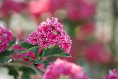 Crataegus x media 'Paul's Scarlet' meerstammig 175-200