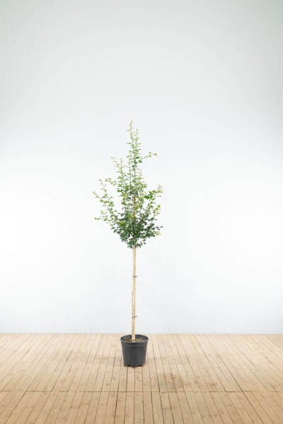 Crataegus x media 'Paul's Scarlet' halfstam 120cm stam