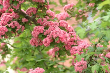 Crataegus x media 'Paul's Scarlet' halfstam 120cm stam