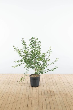 Crataegus x media 'Paul's Scarlet' struik