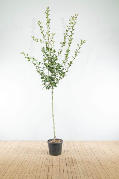 Crataegus x lavalleei 'Carrierei' hoogstam 12/14