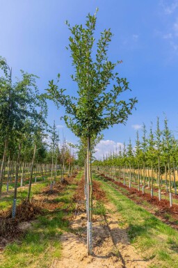 Crataegus x lavalleei 'Carrierei' hoogstam