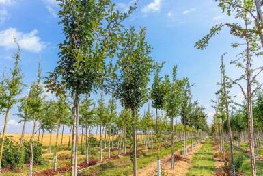 Crataegus x lavalleei 'Carrierei' hoogstam 12/14