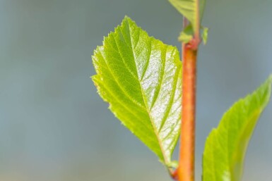 Crataegus x lavalleei 'Carrierei' hoogstam 12/14