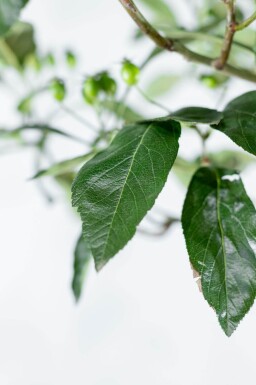 Crataegus x lavalleei 'Carrierei' hoogstam 12/14