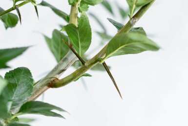 Crataegus x lavalleei 'Carrierei' hoogstam 12/14