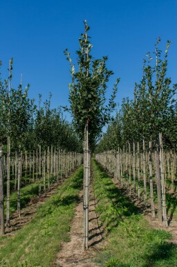 Crataegus x lavalleei 'Carrierei' hoogstam 12/14