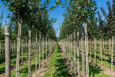 Crataegus x lavalleei 'Carrierei' hoogstam 12/14