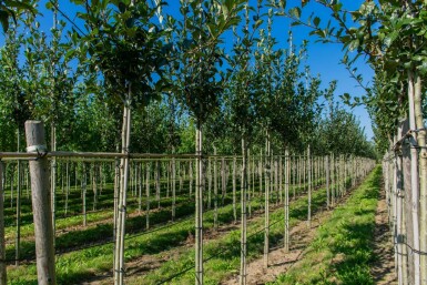 Crataegus x lavalleei 'Carrierei' hoogstam 12/14