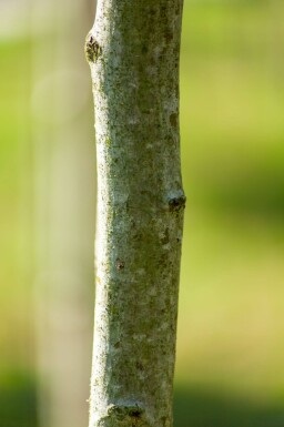 Crataegus x lavalleei 'Carrierei' hoogstam 12/14