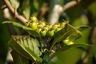 Crataegus x lavalleei 'Carrierei' hoogstam 12/14