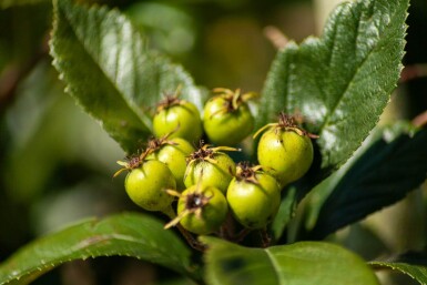 Crataegus x lavalleei 'Carrierei' hoogstam 12/14