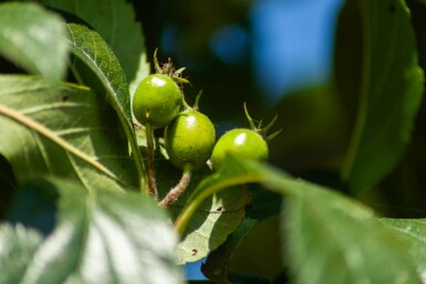 Crataegus x lavalleei 'Carrierei' hoogstam 12/14