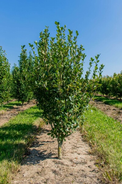 Crataegus x lavalleei 'Carrierei' meerstammig 200-250