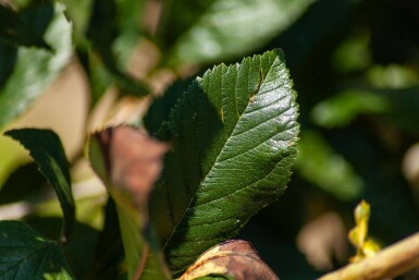 Crataegus x lavalleei 'Carrierei' meerstammig