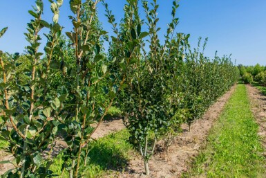 Crataegus x lavalleei 'Carrierei' meerstammig 200-250