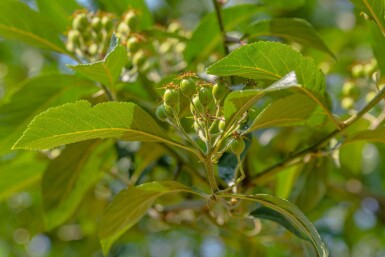 Crataegus x lavalleei 'Carrierei' meerstammig 200-250