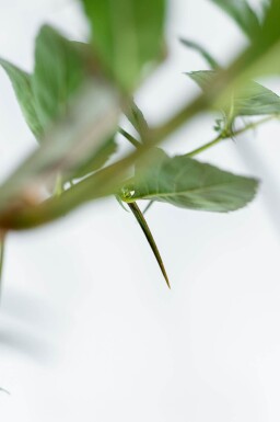 Crataegus x lavalleei 'Carrierei' meerstammig 200-250