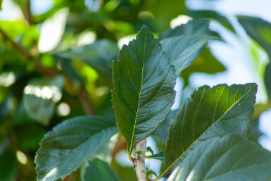 Crataegus x lavalleei 'Carrierei' meerstammig 200-250