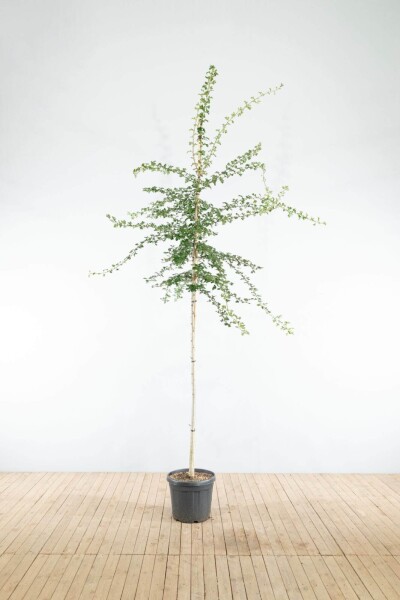 Crataegus monogyna hoogstam 8/10