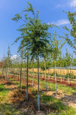 Crataegus monogyna hoogstam