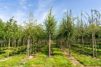 Crataegus monogyna hoogstam 8/10