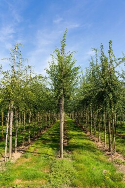 Crataegus monogyna hoogstam 8/10