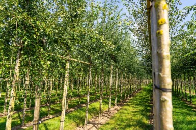 Crataegus monogyna hoogstam 8/10