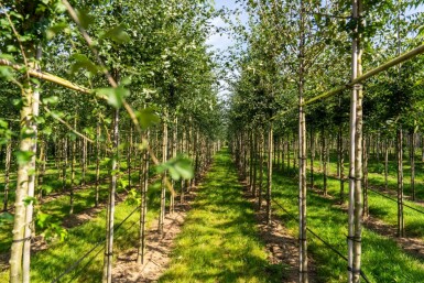 Crataegus monogyna hoogstam 8/10