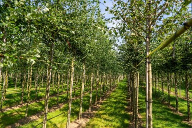 Crataegus monogyna hoogstam 8/10