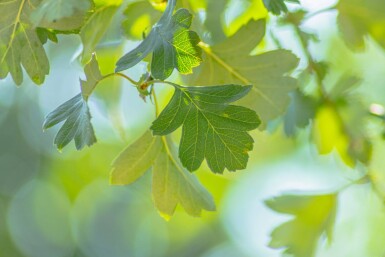 Crataegus monogyna hoogstam 8/10