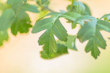 Crataegus monogyna hoogstam 8/10