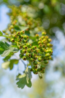 Crataegus monogyna hoogstam 8/10